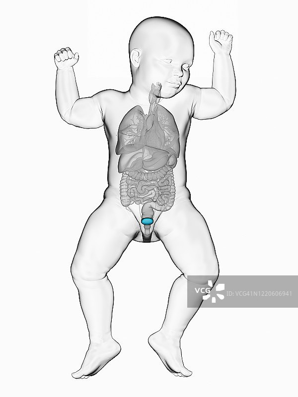 婴儿的膀胱，图示图片素材