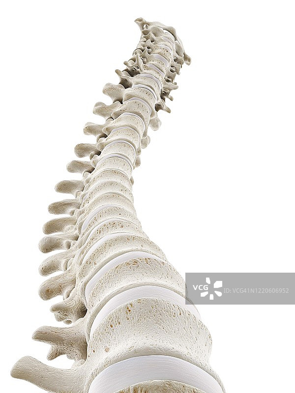 健康的人体脊柱插图图片素材