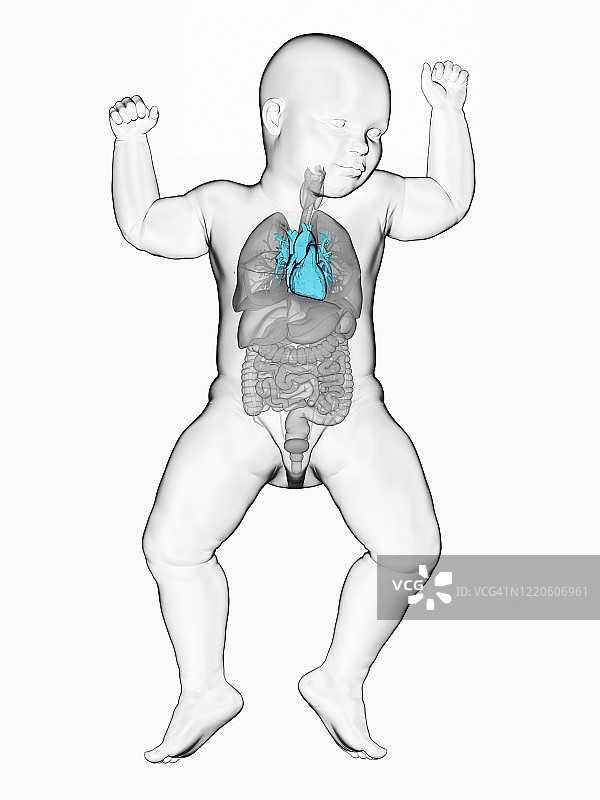 婴儿心脏插画图片素材
