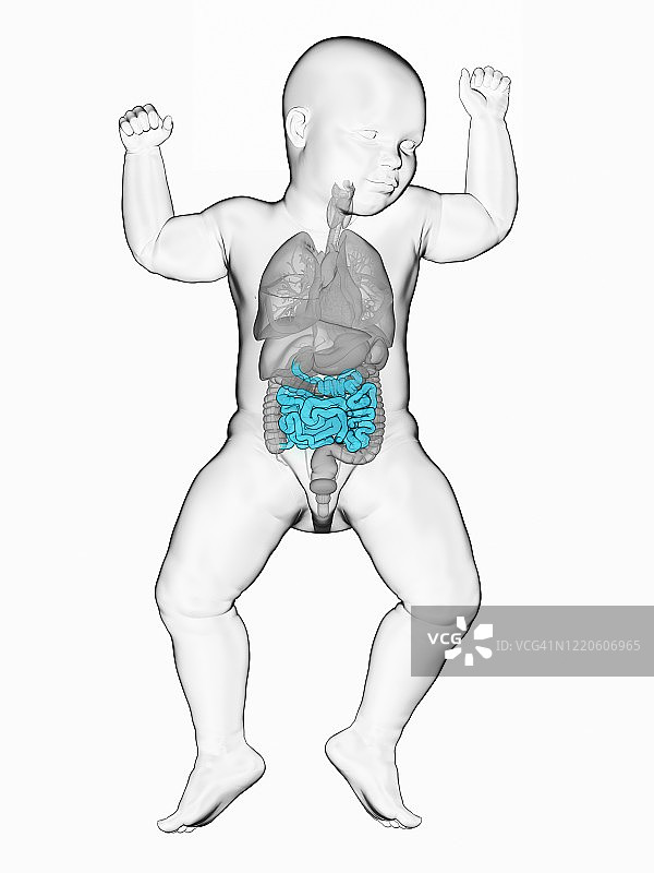 婴儿小肠插画图片素材