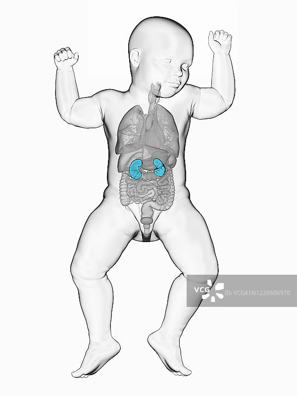 婴儿的肾脏插图图片素材