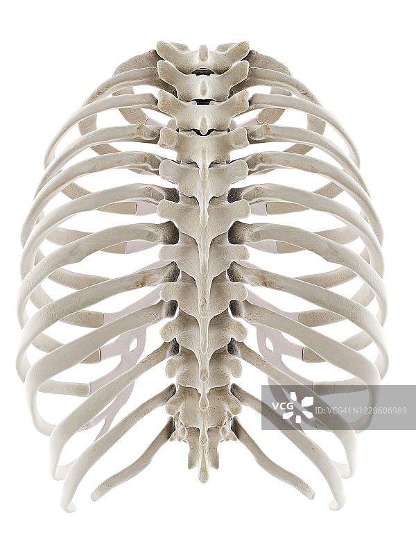 胸部插图图片素材