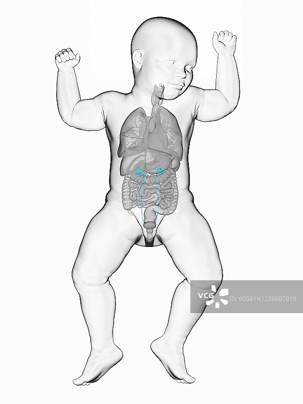 宝宝的输尿管，图示图片素材
