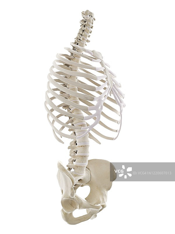 人类胸廓插图图片素材