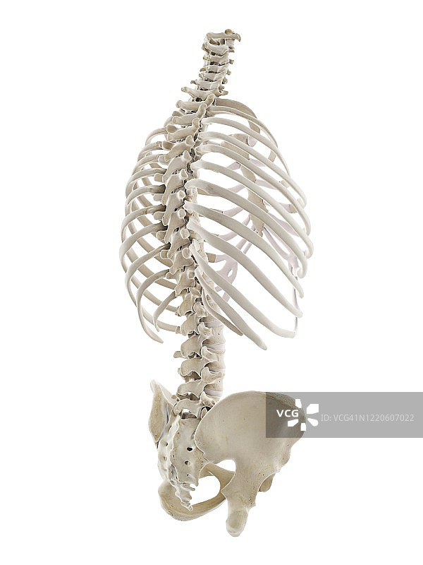 人类胸廓插图图片素材