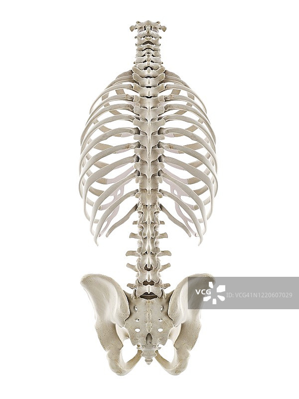 人类胸廓插图图片素材