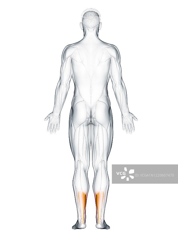跟腱插画图片素材