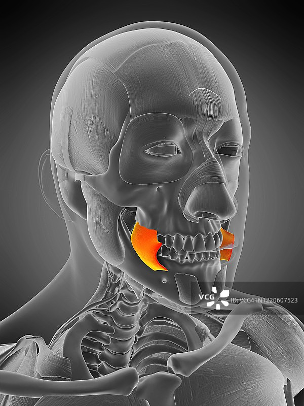 颊肌示意图图片素材