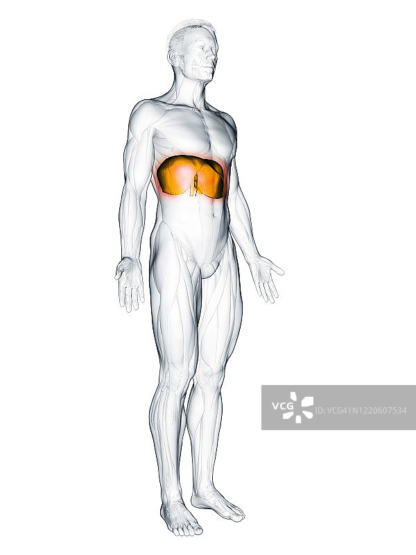 膈肌图图片素材