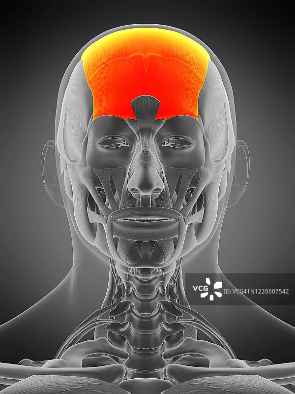 额肌图示图片素材