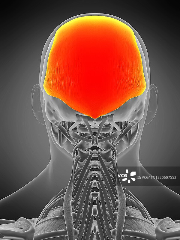 额肌图示图片素材
