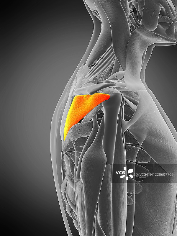 冈下肌，图示图片素材