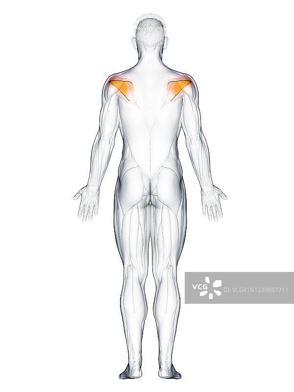 冈下肌，图示图片素材