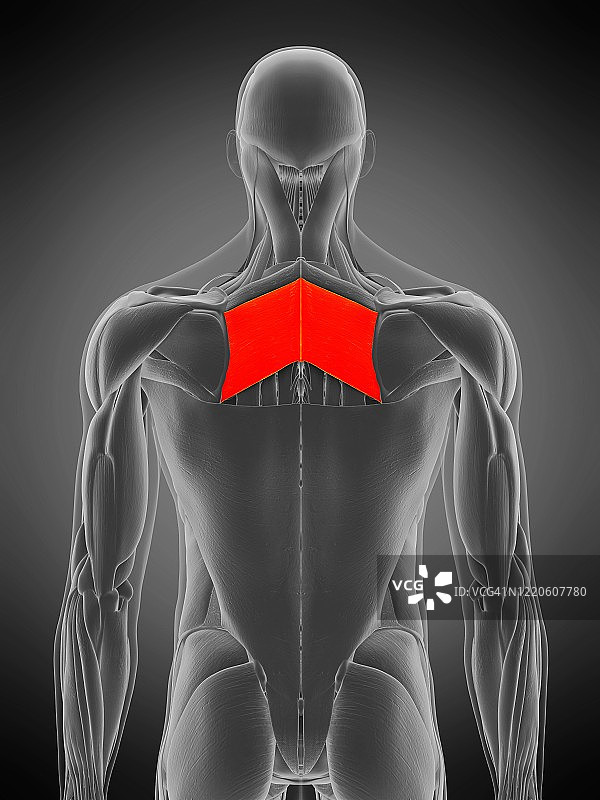 大菱形肌插图图片素材