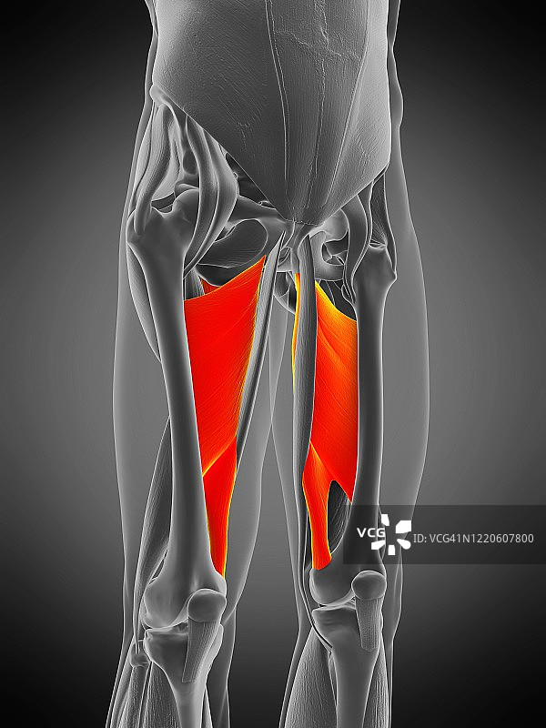 大收肌，图示图片素材