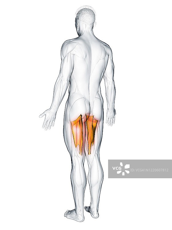 大收肌，图示图片素材