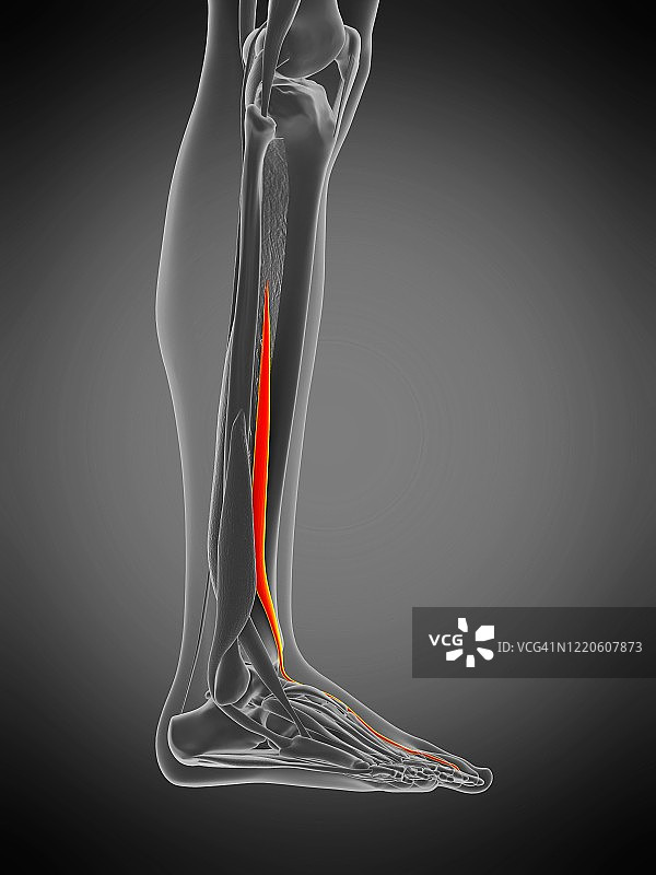 趾长屈肌，图示图片素材