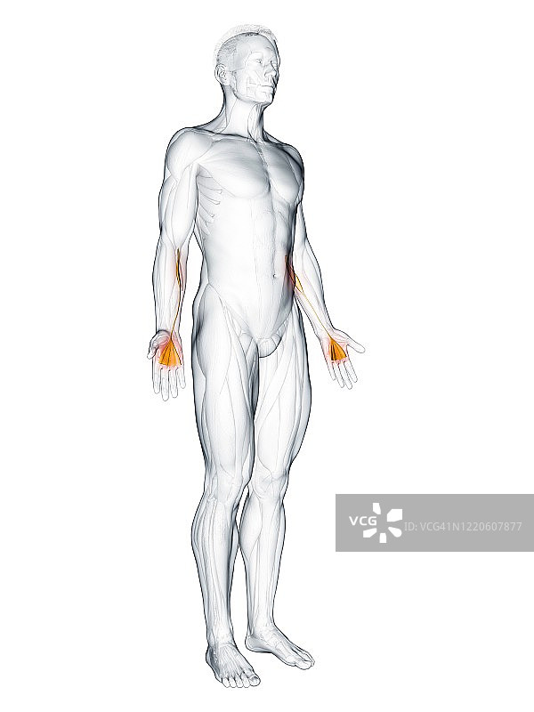 掌长肌图示图片素材