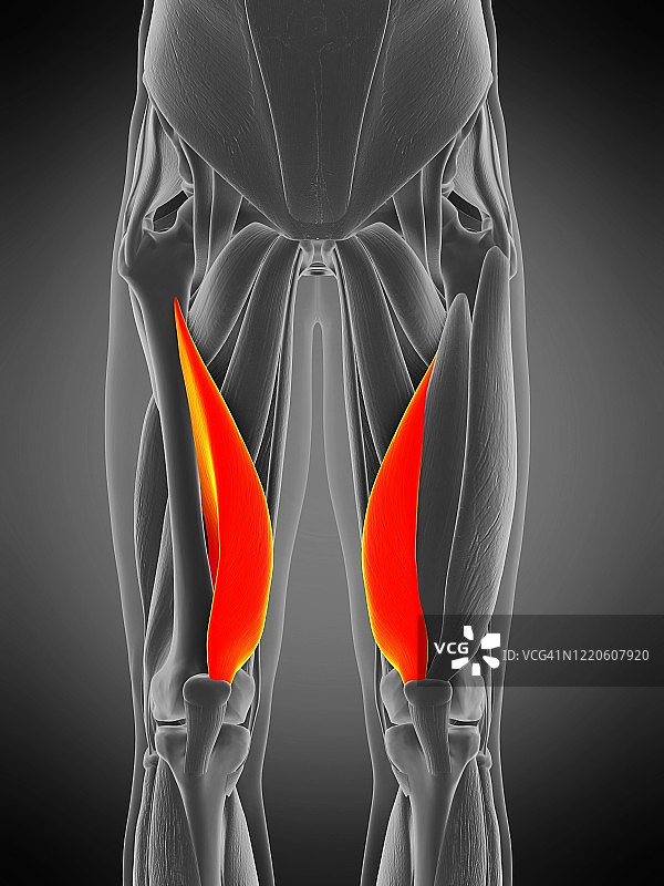 内侧股肌插图图片素材