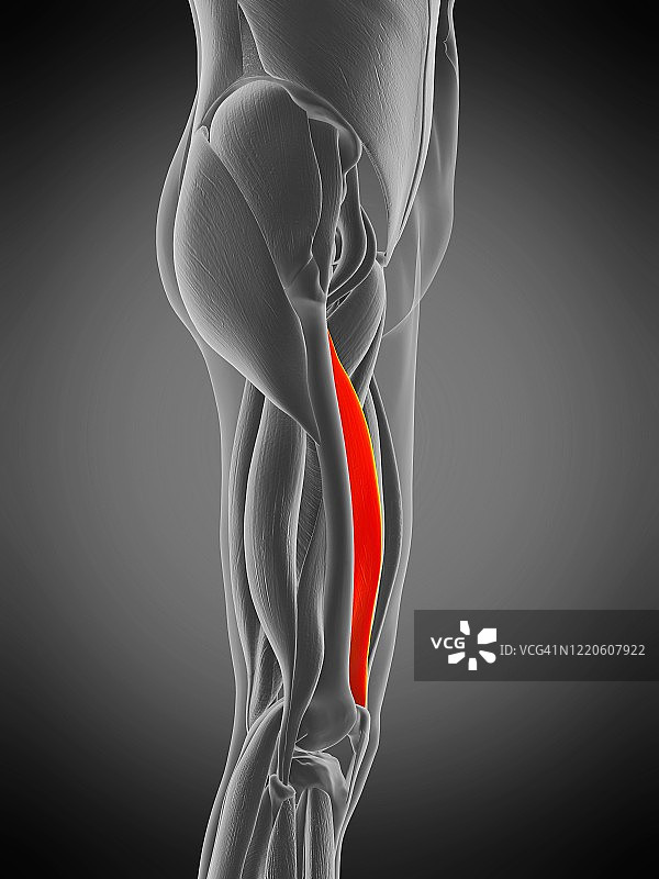 内侧股肌插图图片素材