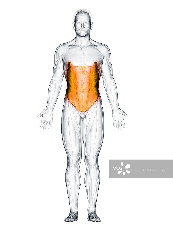腹外斜肌图示图片素材