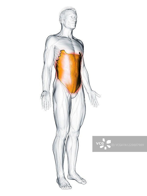 腹外斜肌图示图片素材