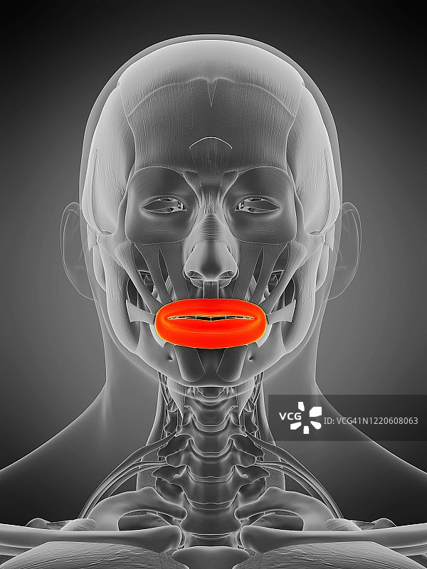 口轮匝肌插图图片素材