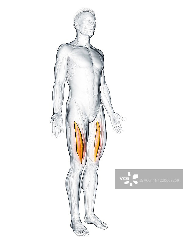 股中间肌，图示图片素材