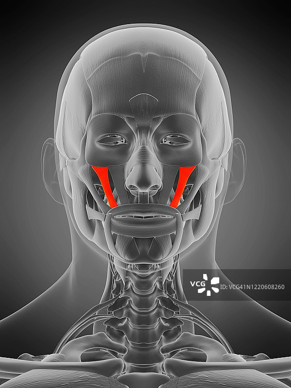 颧小肌图示图片素材