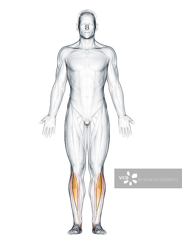 胫骨前肌，图示图片素材