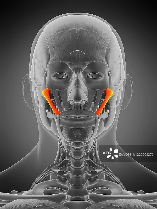 颧大肌图示图片素材