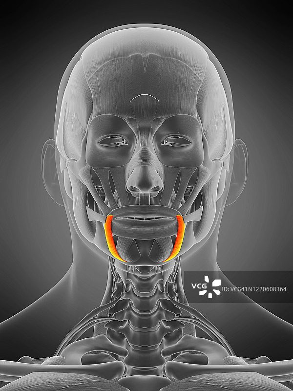 口角下降肌示意图图片素材