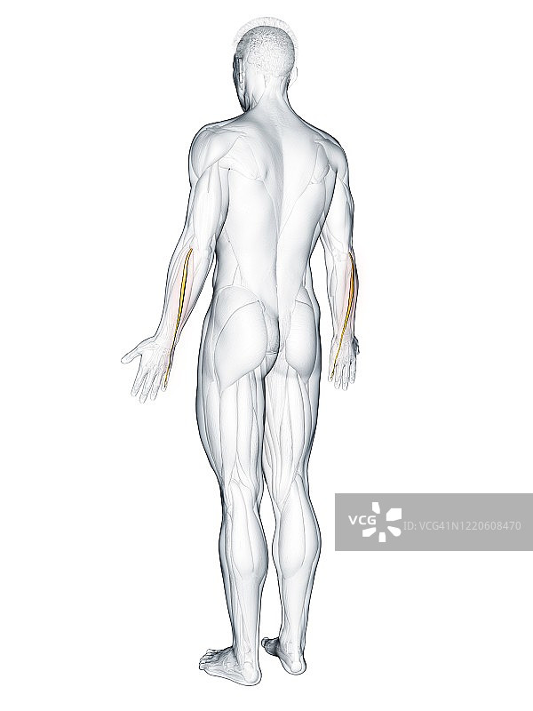小指伸肌图示图片素材