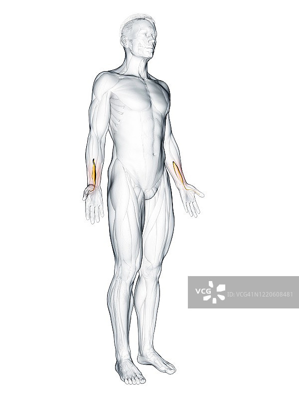 拇长屈肌插画图片素材