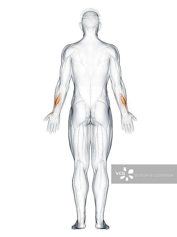 拇长展肌插图图片素材
