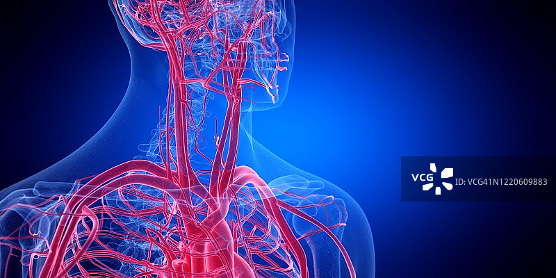 颈部血管插画图片素材