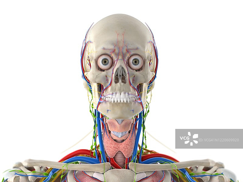 头部解剖结构图图片素材