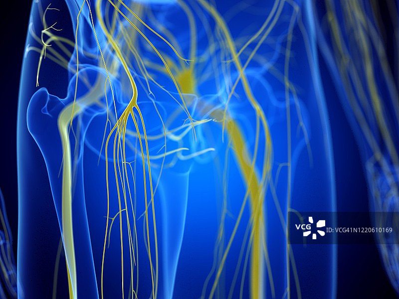 臀部神经插画图片素材