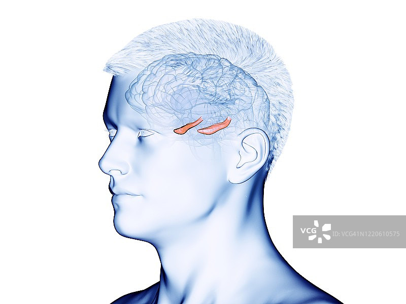 海马插画图片素材