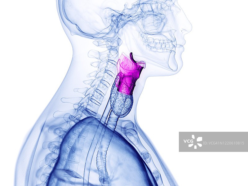 人类喉部图示图片素材