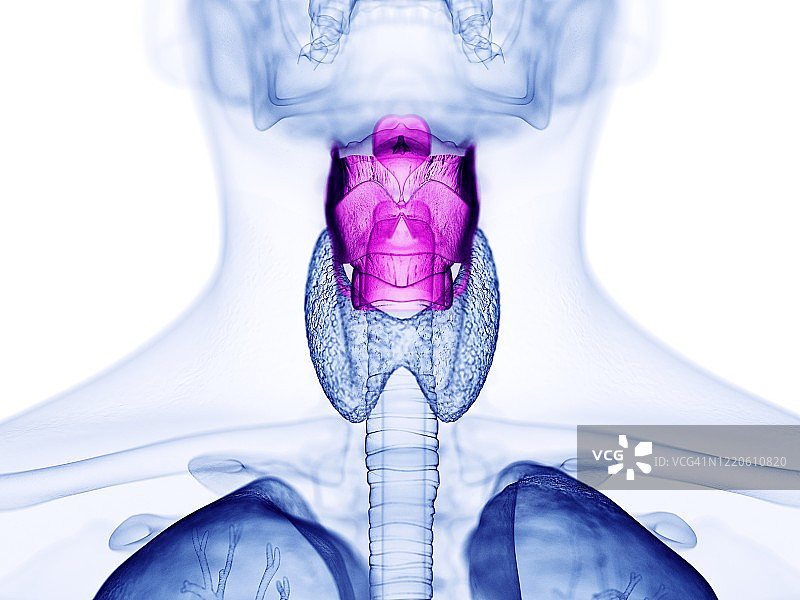 人类喉部图示图片素材