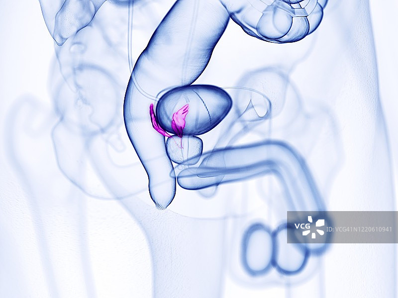 精囊插图图片素材