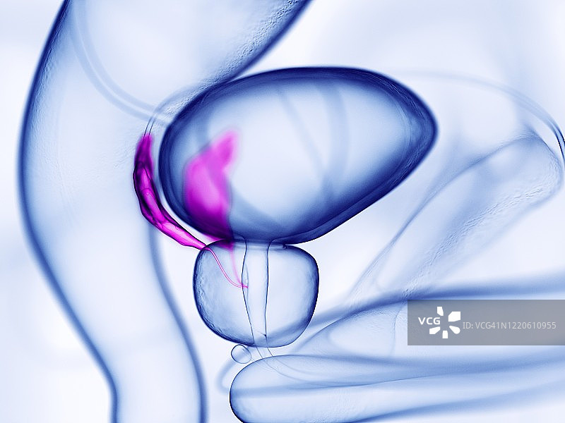 精囊插图图片素材