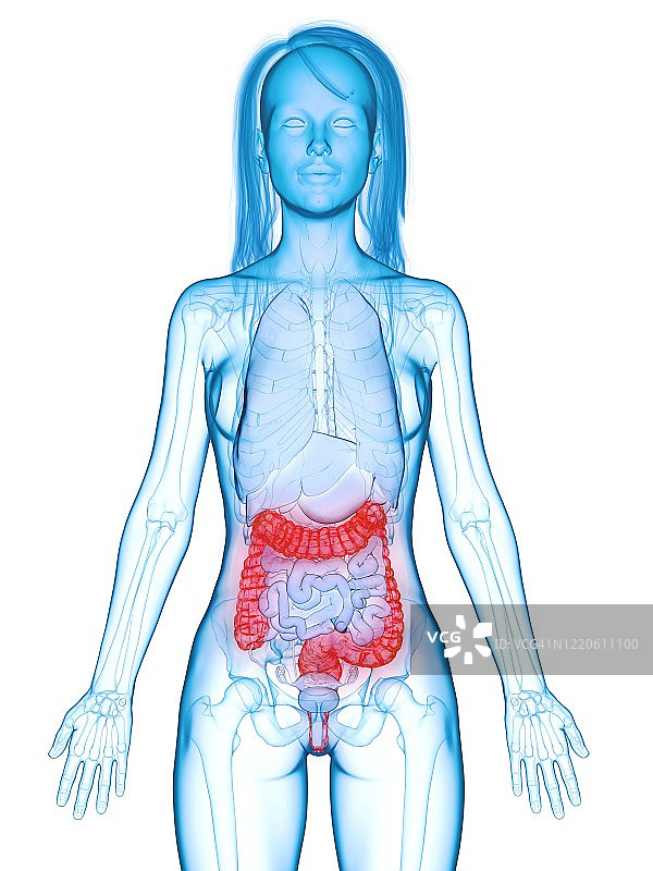 患病结肠插图图片素材