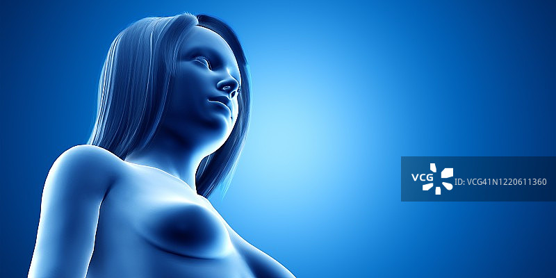 女性解剖,插图图片素材