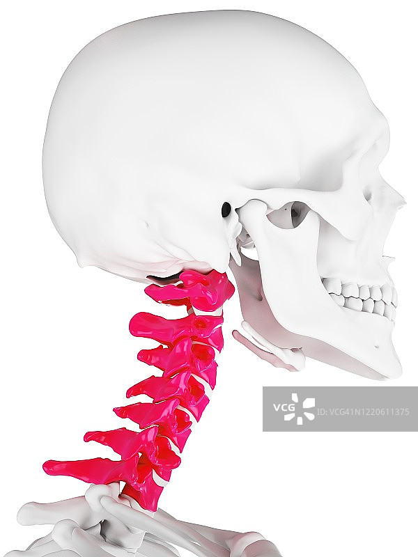 颈椎插画图片素材