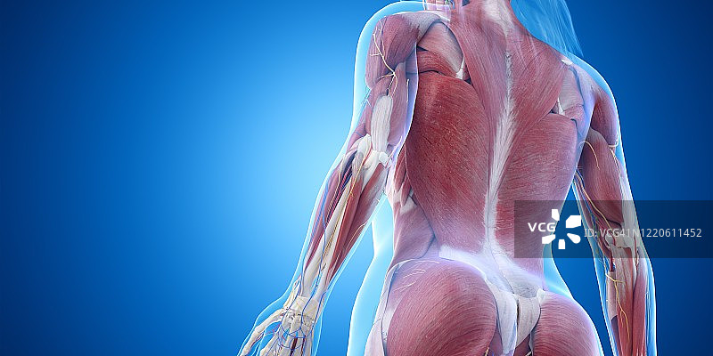 背部肌肉、插图图片素材