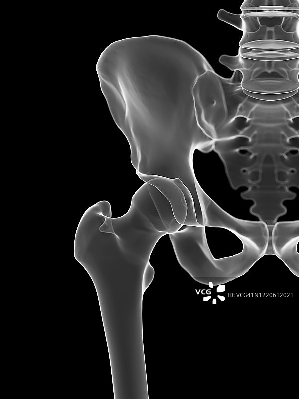 髋关节插图图片素材