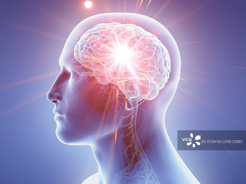 人类大脑、插图图片素材