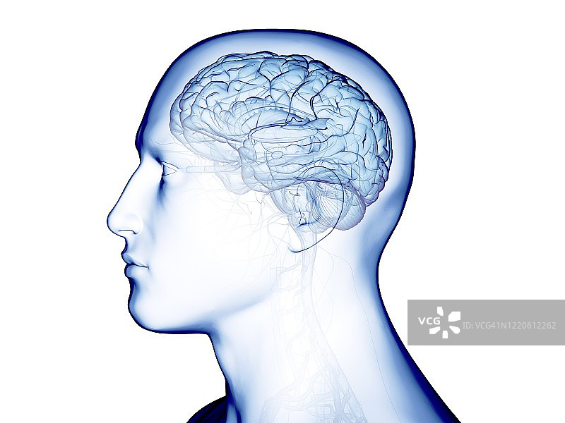 人类大脑、插图图片素材